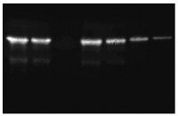 SAG12 | Senescence-specific cysteine protease SAG12  in the group Antibodies Plant/Algal  / Developmental Biology / Senescence/Cell death at Agrisera AB (Antibodies for research) (AS14 2771)